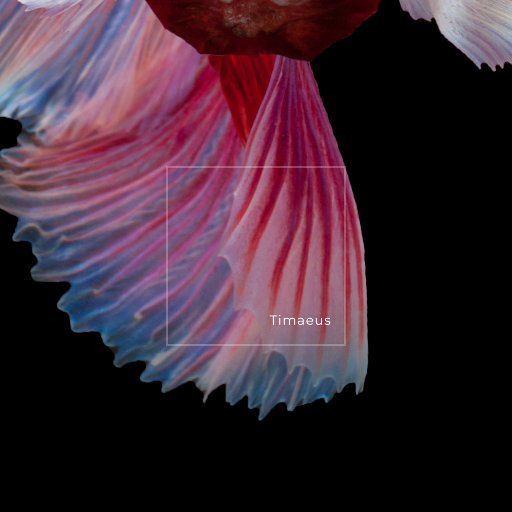 香港特级黄色操逼视频
